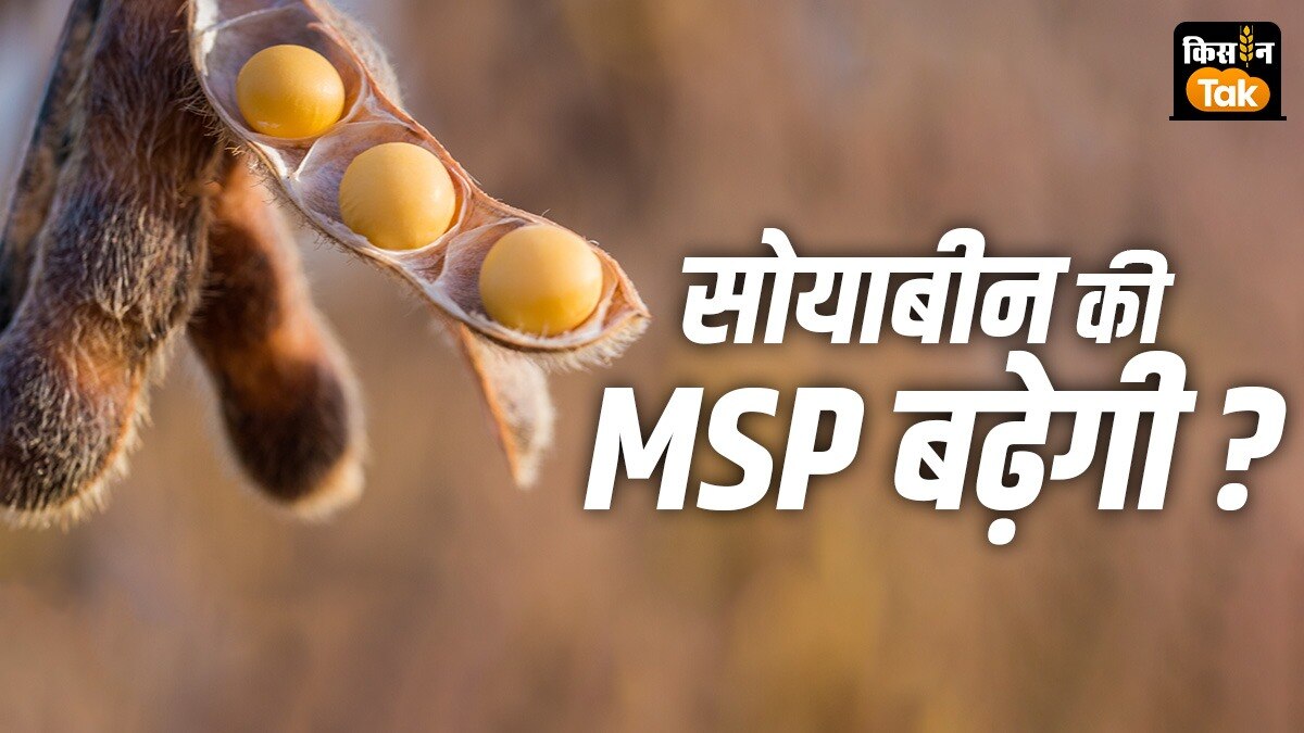 सोयाबीन के दामाें पर घमासान, क्या MSP बढ़ाने का हो सकता है ऐलान