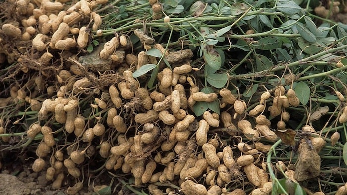 मूंगफली की खेती में इस रोग का खतरा