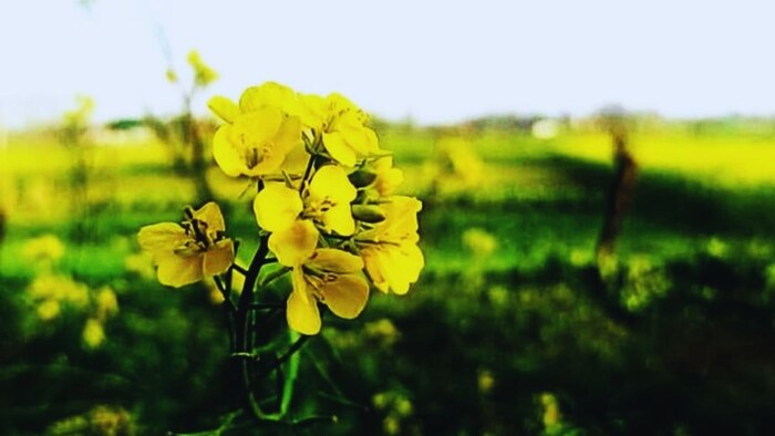 सरसों की खेती