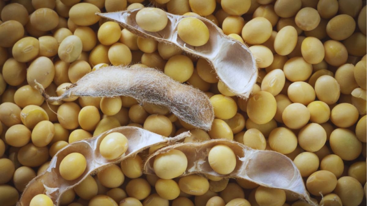 MSP पर सोयाबीन की बिक्री