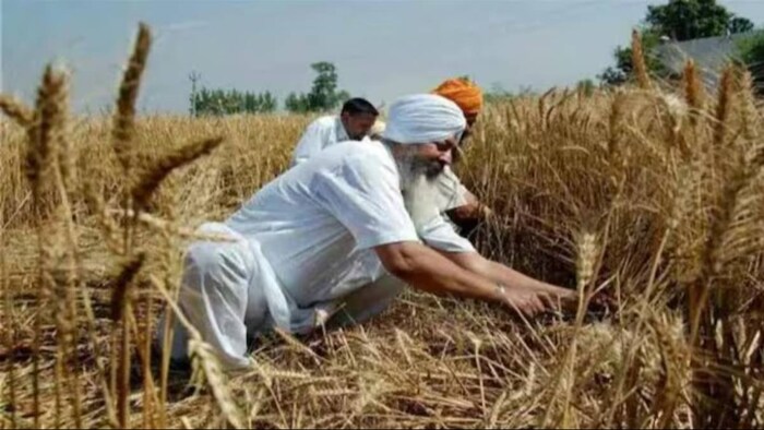 पंजाब में गेहूं की खरीद पूरी