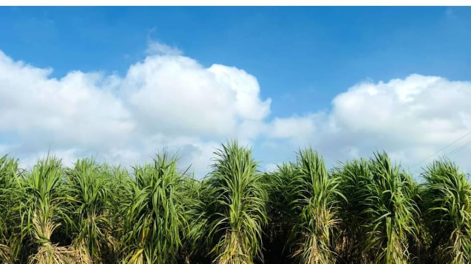 Sugarcane sowing: शरदकालीन गन्ने की बुवाई से पहले इन पहलुओं पर दें ध्यान, मिलेगी बंपर उपज Sugarcane sowing: शरदकालीन गन्ने की बुवाई से पहले इन पहलुओं पर दें ध्यान, मिलेगी बंपर उपज