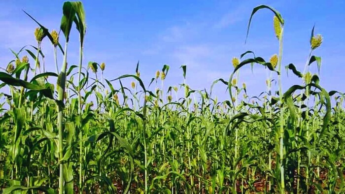 ज्वार चारा