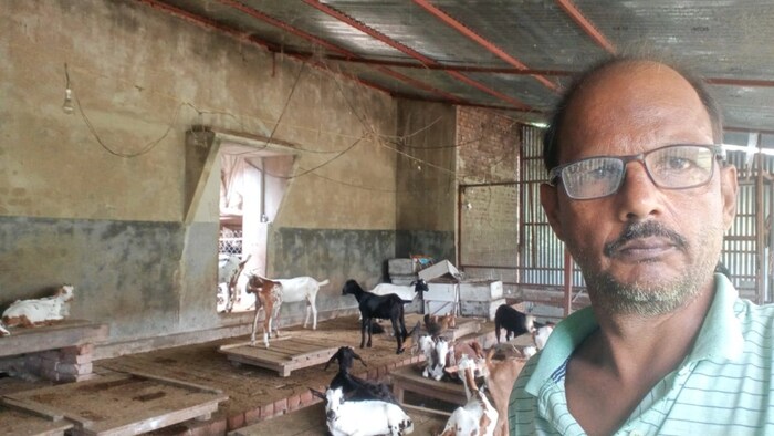 बकरी पालन से कर रहा, बिहार का किसान साढ़े तीन लाख की कमाई