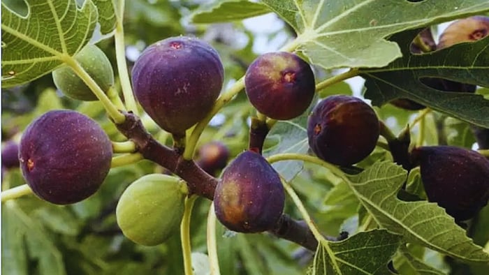 अंजीर की खेती