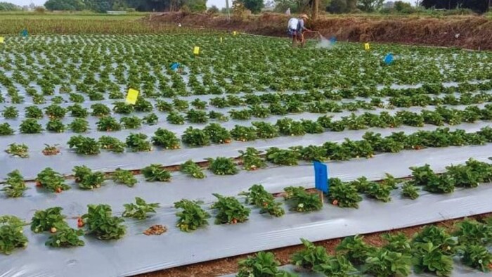 मल्चिंग लगाने पर सब्सिडी