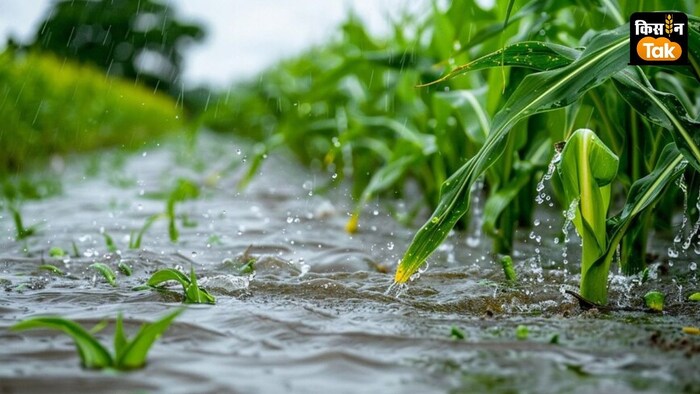 तिल और उर्द फसल के लिए भी अधिक जल घातक हो सकता है.