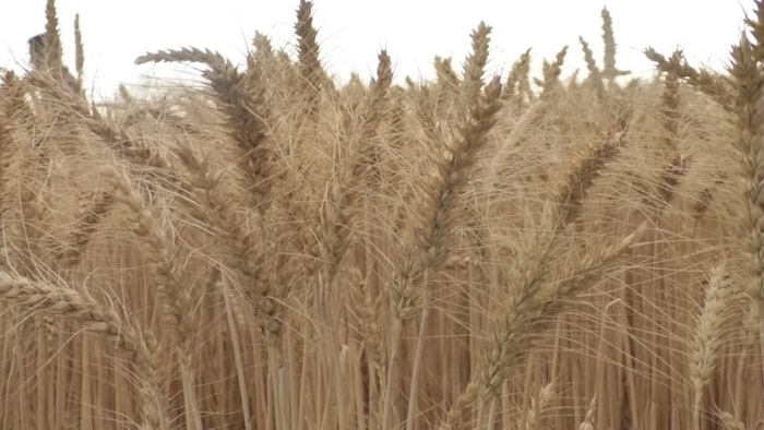 गेहूं की नई किस्म