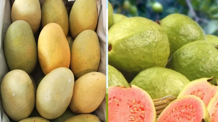 किसानों को हाई डेंसिटी बाग लगाने के लिए जागरूक किया जा रहा है. (फोटो-किसान तक)