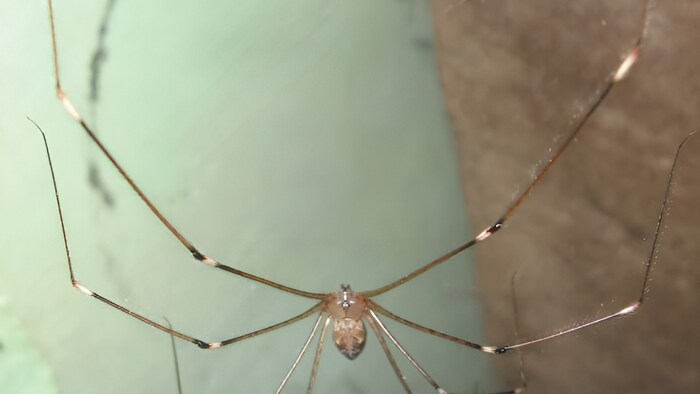 मकड़ी (फाइल फोटो)