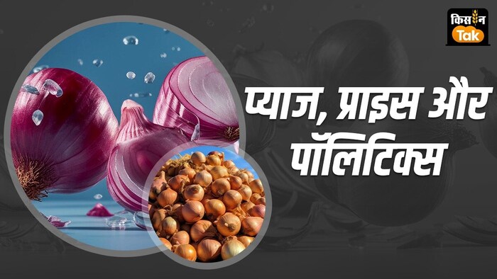 महाराष्ट्र में बड़ा राजनीतिक औजार है प्याज.