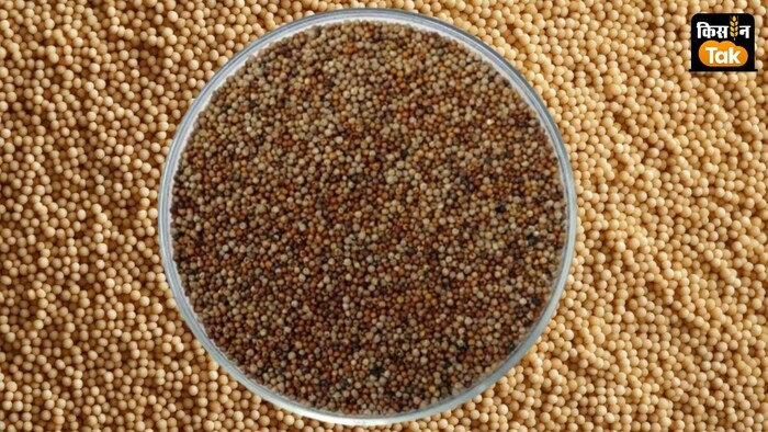 रागी उपज खरीद के लिए केंद्र ने 2024-25 के लिए एमएसपी में 444 रुपये बढ़ाए हैं.