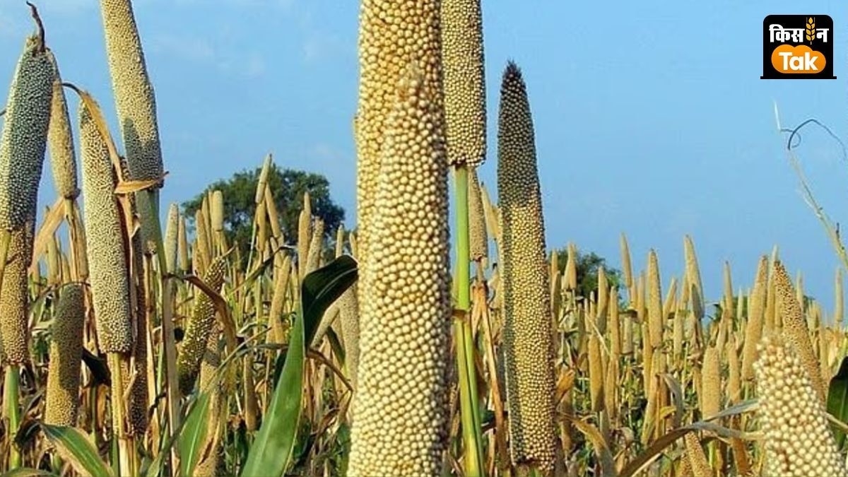 देशभर के किसानों ने इस बार 69.81 लाख हेक्टेयर क्षेत्र में बाजरा की खेती कर रहे हैं.