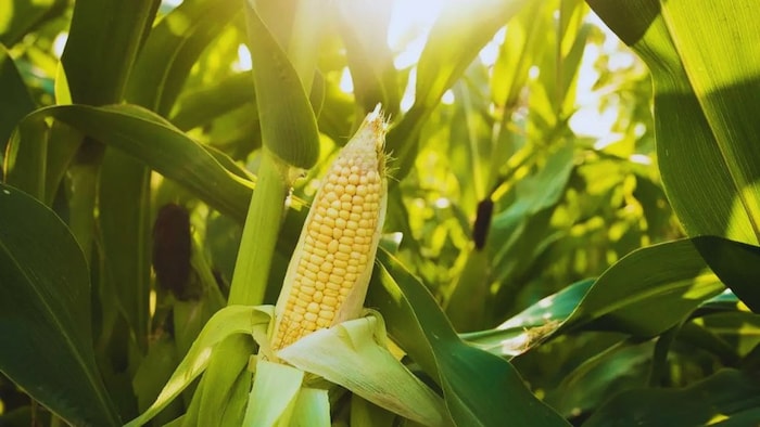 मक्के की खेती