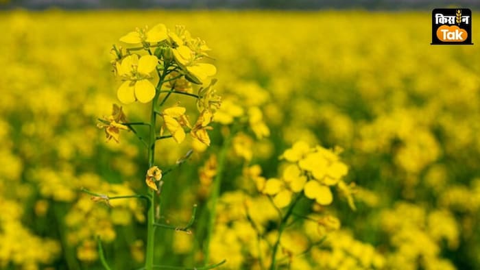 किसानों से अपील की गई है कि वो जल्द से जल्द बीजों की खरीदारी कर लें.