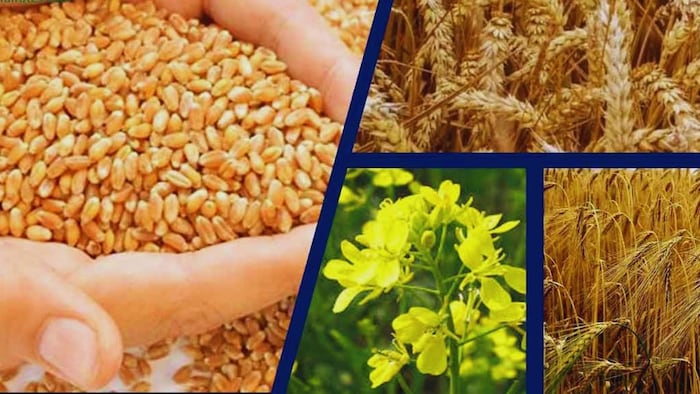 किस फसल की वैरायटी है गिरिराज