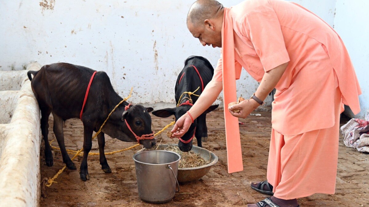 आंध्र प्रदेश से गोरखपुर आईं पुंगनूर नस्ल की गायें, CM योगी बोले- ‘अरे रे रे, तुम्हें माई की याद आ रही है ना!’