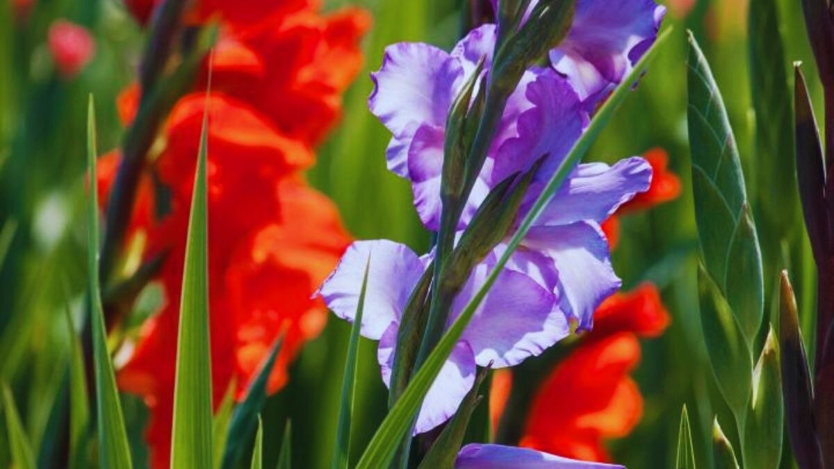 ग्लेडियोलस के फूल