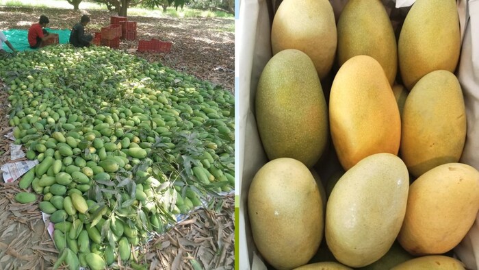 भारत में आम की लगभग 1000 किस्में हैं (Photo-Kisan Tak)