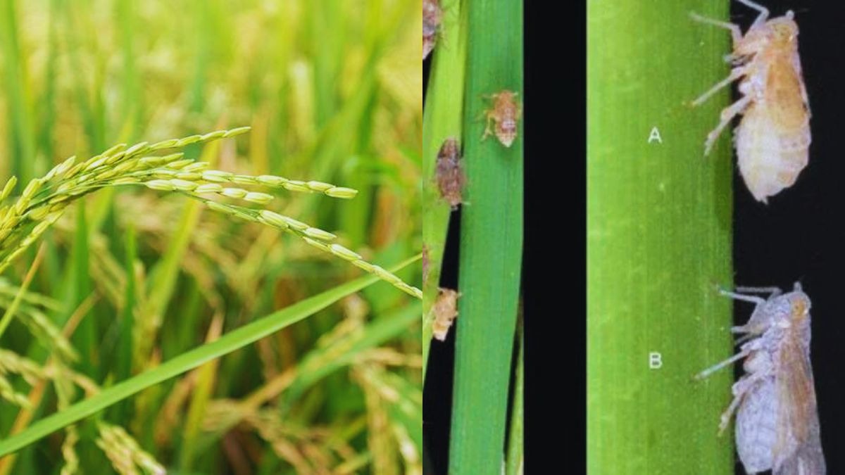 धान की फसल को बर्बाद कर सकता है ये कीट, इन दवाओं से करें बचाव