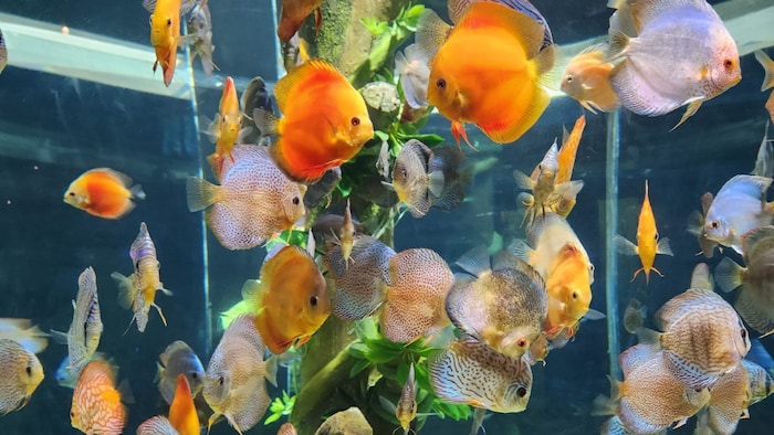 रंगीन मछली पालन के लिए केंद्र सरकार दे रही सब्सिडी. (फाइल फोटो)