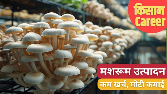एक छोटे से कमरे में मशरूम की खेती शुरू की जा सकती है.