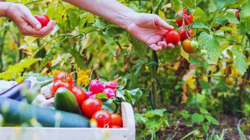 Terrace Farming: अब घर पर ही गमले में उगाएं ये सब्जियां, सर्दियों में मिलेगी अच्छी पैदावार Terrace Farming: अब घर पर ही गमले में उगाएं ये सब्जियां, सर्दियों में मिलेगी अच्छी पैदावार