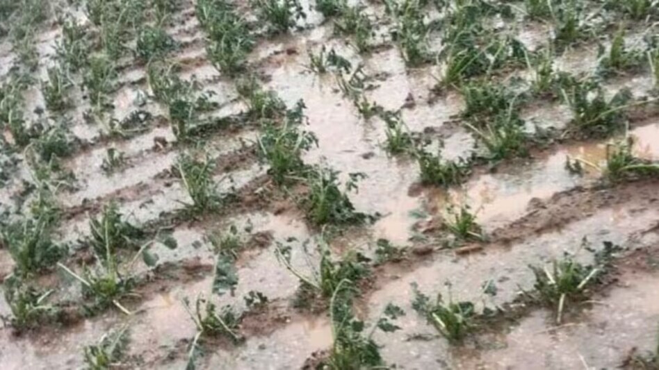 Crop Damage : बेहिसाब बारिश ने बुंदेलखंड में फसलों को किया तबाह, किसानों को मुआवजे का इंतजार Crop Damage : बेहिसाब बारिश ने बुंदेलखंड में फसलों को किया तबाह, किसानों को मुआवजे का इंतजार