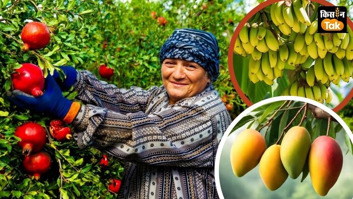 अग्रिम अनुमान के अनुसार आम, केला अंगूर उत्पादन में बढ़ोत्तरी होगी.