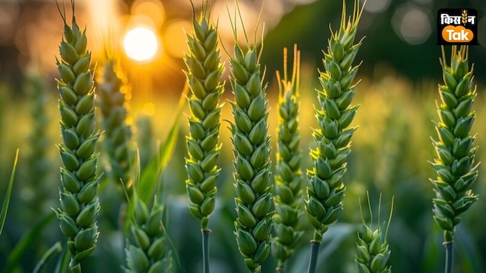 गेहूं की HD3386 किस्म 145 दिन में तैयार हो जाती है.