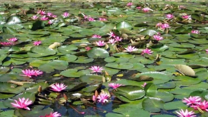 घर पर गमले में भी उगाए जा सकते हैं कमल. (फाइल फोटो)