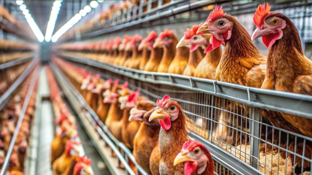 Poultry Farming: ये 23 उपाय किए तो पोल्ट्री फार्म में कभी नहीं फैलेगा बर्ड फ्लू, पढ़ें डिटेल 