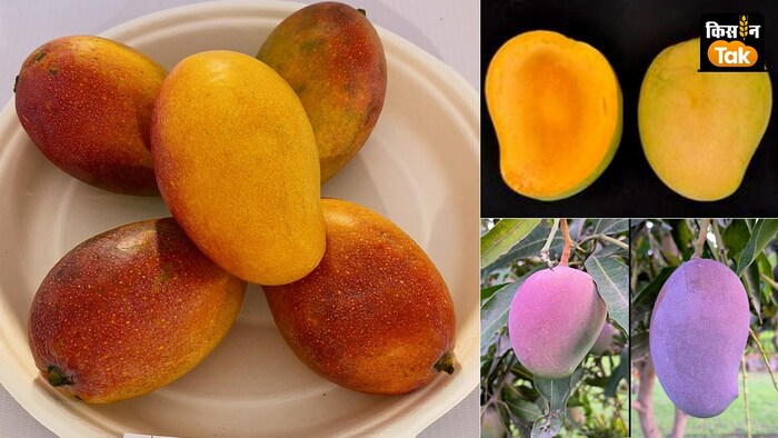 आम की नई वैरायटी अवध समृद्धि