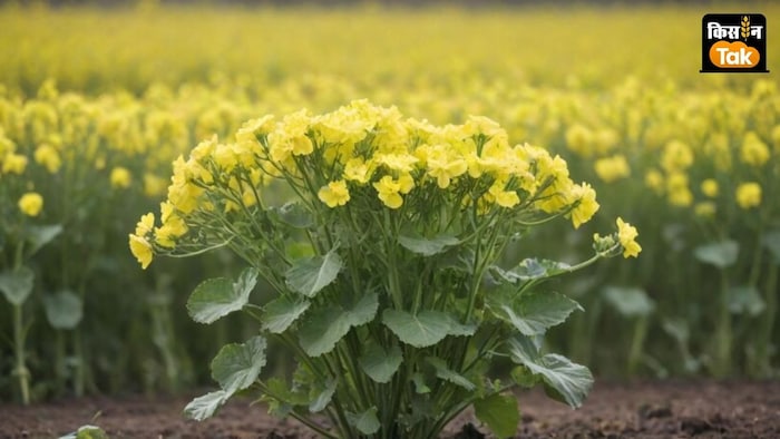 ICAR ने सरसों की नई उत्तम किस्म पूसा डबल जीरो मस्टर्ड 35 (पीडीजेड 14) पेश की है.