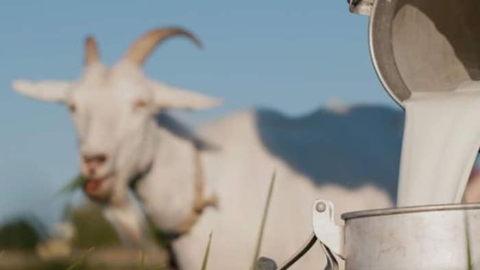 बकरी का दूध है पोषण का भंडार