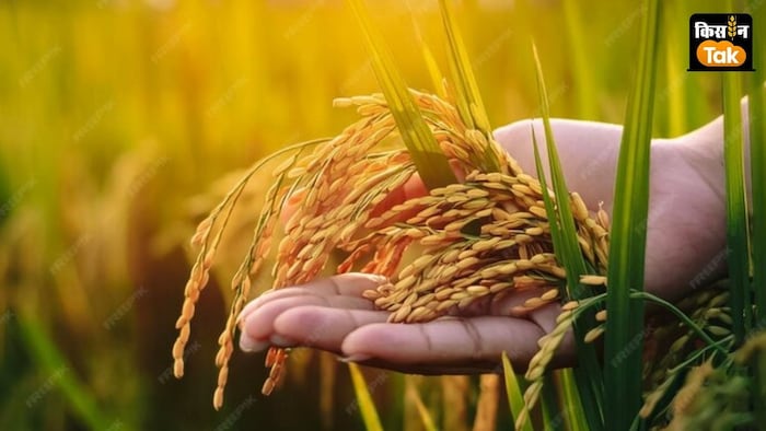 कई राज्यों में धान फसल में सैनिक कीट का खतरा बढ़ गया है.