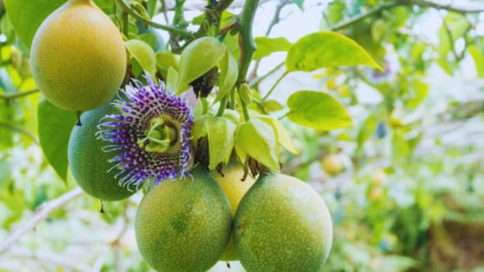 गमले में उगाएं पैशन फ्रूट