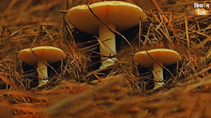 पुआल मशरूम की खेती