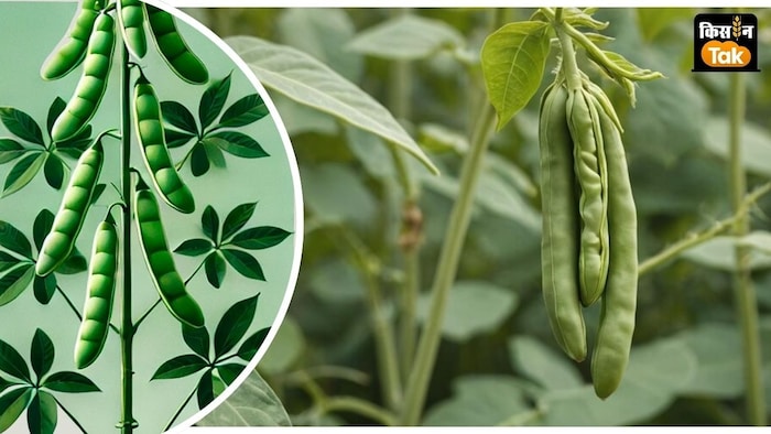 संक्रामक रोगों से लड़ने में सक्षम 'काशी बौनी सेम-207' लागत भी बचाती है.