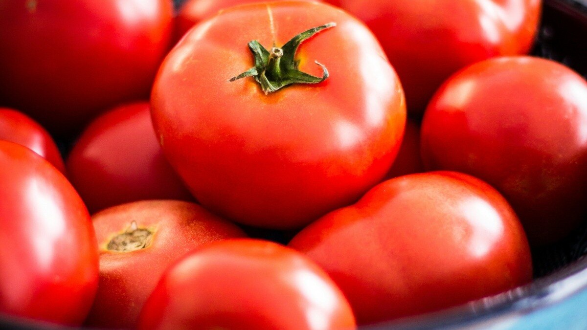 मध्य प्रदेश में टमाटर पर हुई एक अहम स्टडी