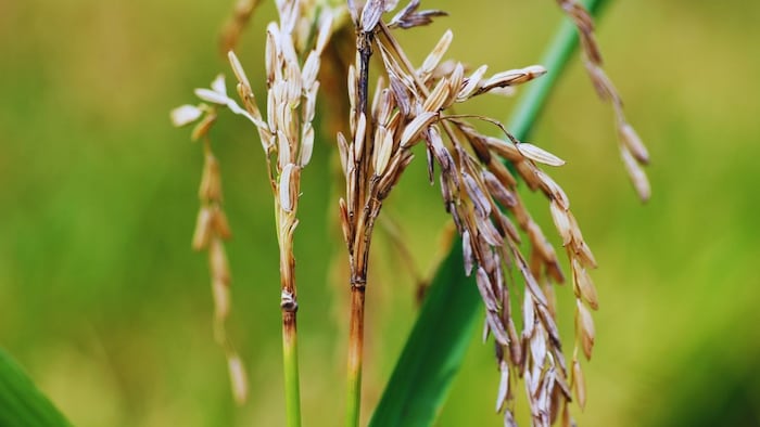 गर्दन तोड़ रोग