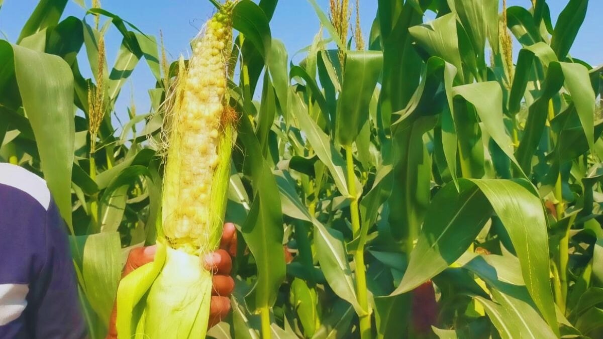 MP News: खरगोन के किसानों के साथ हुआ धोखा, 1500 एकड़ में लगे मक्के में नहीं आया दाना