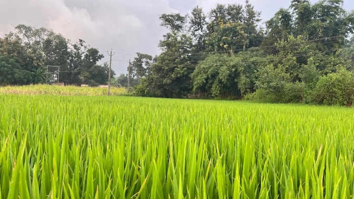 धान की खेती