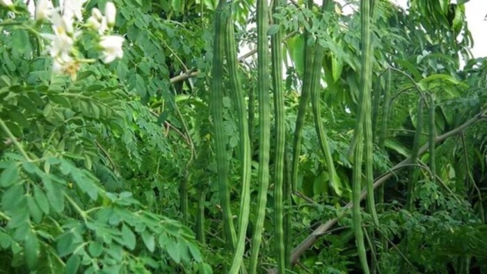 सहजन की पत्तियों की खेती. (सांकेतिक तस्वीर)