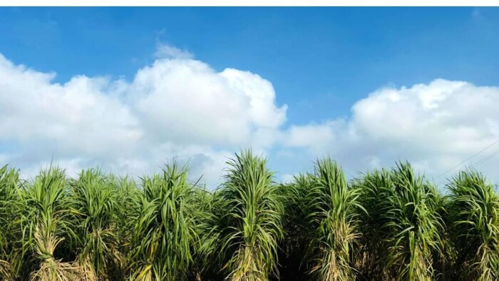 गन्ना में  इंटर-कॉपिग तकनीक से कमाएं ज्यादा और जल्दी