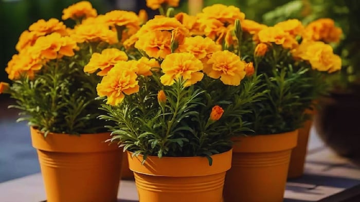 गेंदे की खेती