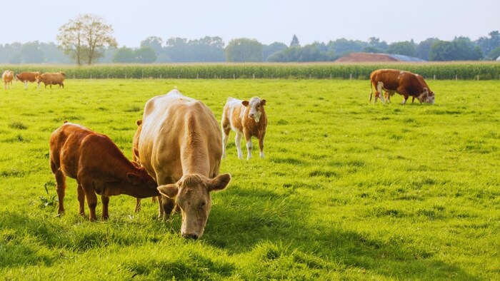 गो-संरक्षण के लिए योगी सरकार का बड़ा कदम