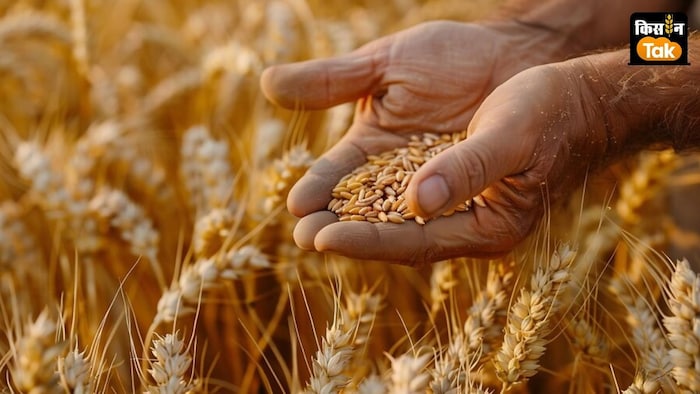 गेहूं एचडी3410 (Wheat HD3410) किस्म केवल 130 दिन में तैयार हो जाती है.