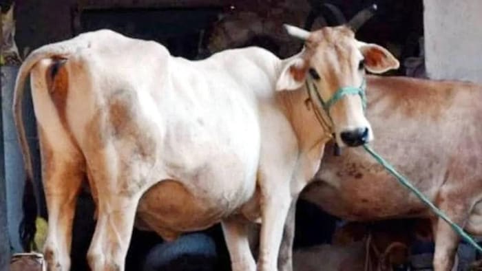 देसी गाय क्यों हैं खास?