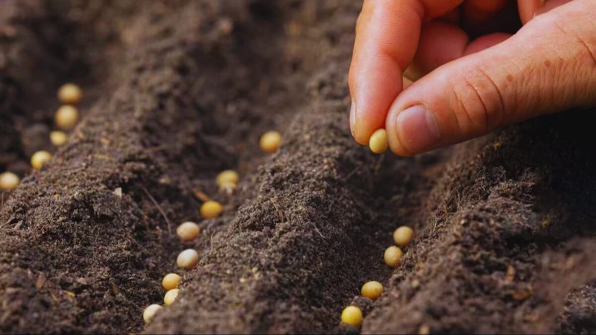 किसानों को बीज उपलब्ध कराएगी योगी सरकार, दूसरे राज्यों पर नहीं रहना होगा निर्भर किसानों को बीज उपलब्ध कराएगी योगी सरकार, दूसरे राज्यों पर नहीं रहना होगा निर्भर